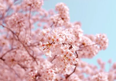 A Complete Guide to Experiencing Sakura Season in Japan