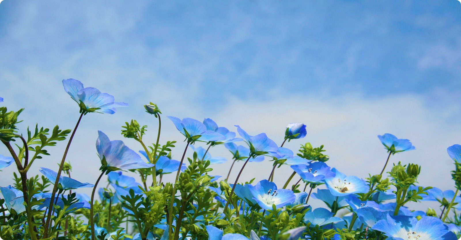 banner (4)