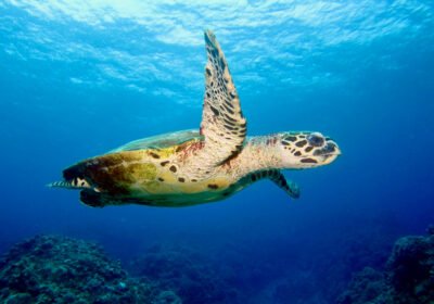 Swim with Okinawa’s Gentle Giants