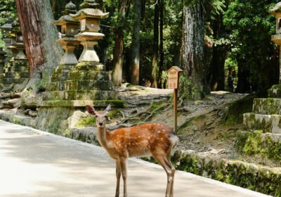 Sacred Encounters: The Harmonious Soul of Nara
