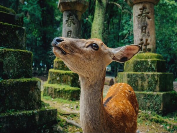 Nara & Uji Day Tour